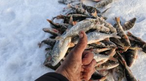 БЕШЕНЫЙ клев ОКУНЯ!!!ГУСИНОЕ озеро СНОВА раздает