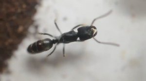 Муравьи Odontoponera transversa. Распаковка. Не может ползать по вертикальным гладким поверхностям.