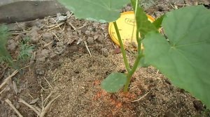 НАДО  ЛИ У ОГУРЦОВ ОБРЫВАТЬ УСЫ