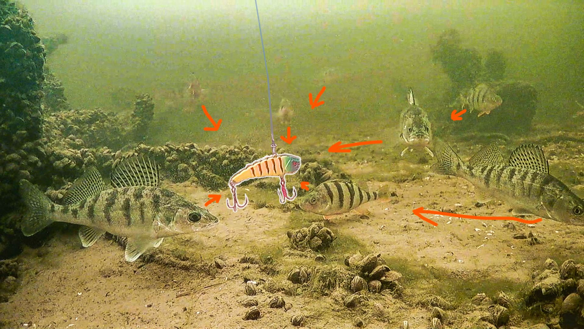 Они похожи а ИГРА РАЗНАЯ, Как играют ратлины и вибы под водой. Рыбалка зимой 2026 смотреть онлайн