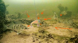 Они похожи а ИГРА РАЗНАЯ, Как играют ратлины и вибы под водой. Рыбалка зимой 2026