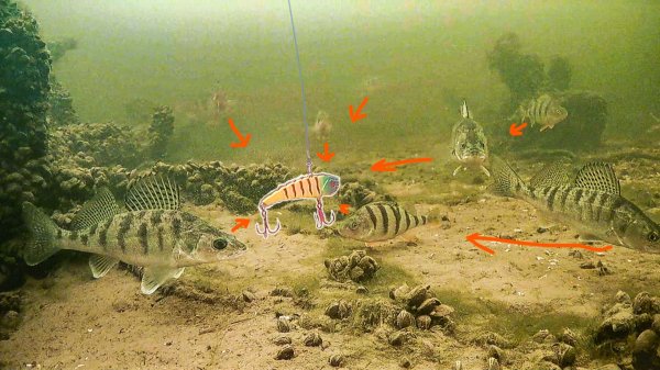 Они похожи а ИГРА РАЗНАЯ, Как играют ратлины и вибы под водой. Рыбалка зимой 2026