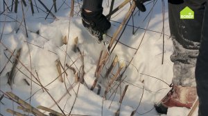 Как заготовить иву для плетения. Выбираем лозу. Как срезать лозу