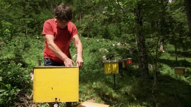 Словения - колыбель карниольских пчел (серия "Повелители пчел") смотреть онлайн