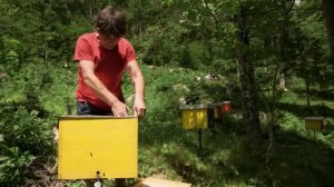 Словения - колыбель карниольских пчел (серия "Повелители пчел")