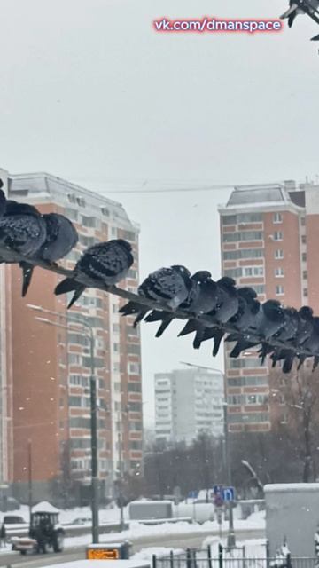 Не кочегары мы а голуби мы смотреть онлайн