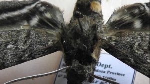 БРАЖНИКИ: 702. Manduca ziva