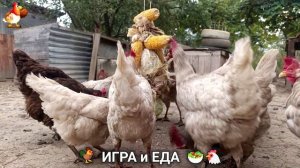 Кормление кур овощами и фруктами для зарядки и от скуки 🥗🐓🤗  (58)