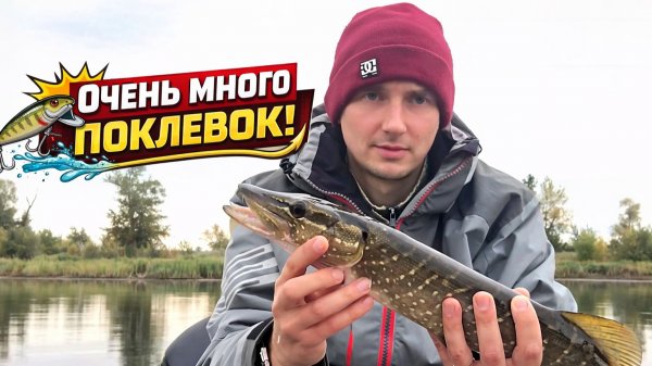 Много поклевок щуки ранней осенью...НО есть моментик!!!
