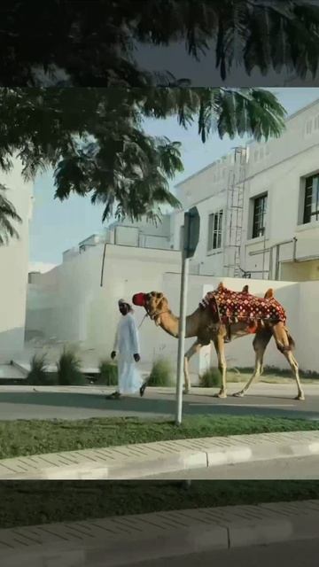 ОАЭ, Дубай, зима, февраль, 2026, поезд Etihad, #ОАЭ, #UAE, #Etihad.