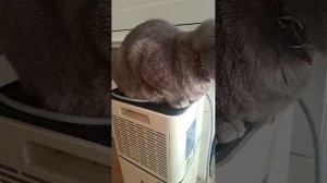 Кошка загружается🤣🐶🐱