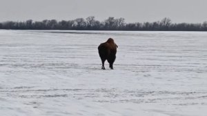 ⚡️Бизонов в Донбассе становится больше!