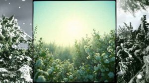 Парчой укрыла все поля (1)