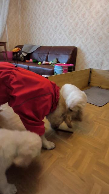 Ариша в комбинезончике