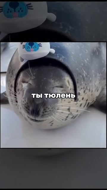 Тюлени