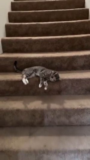 Мне лень 🐱