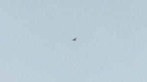 Зимний гон двухчубых