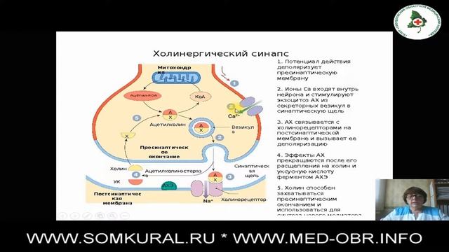 083 Средства, действующие на холинергические синапсы (холинергические средства). Часть 1 смотреть онлайн