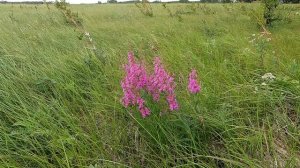 Луговые цветы. Дербенник Иволистный