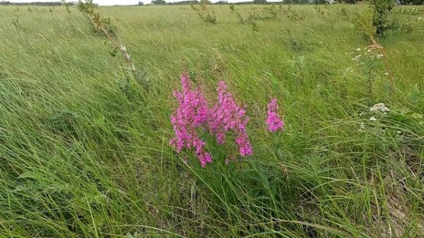 Луговые цветы. Дербенник Иволистный