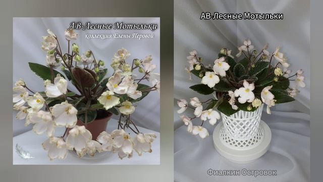 фиалка АВ-Лесные Мотыльки. смотреть онлайн