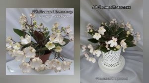 фиалка АВ-Лесные Мотыльки.