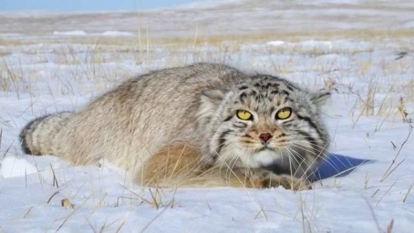 ed86eb7089d11f187cf8aaa13e65411