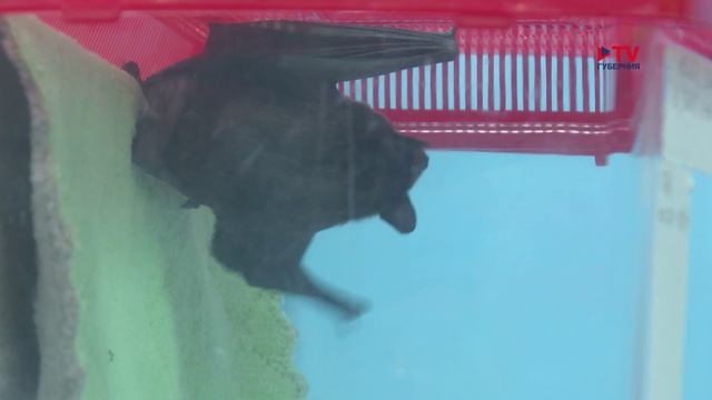 Губернские новости. 13.02.2026 смотреть онлайн