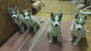 Кто не наелся, идите можно