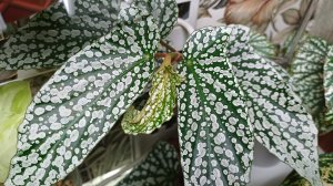 Продаю ли я растения?!🤔 Занимаюсь бегониями🌿