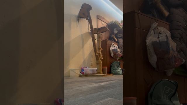 Как надо играть с кошкой триста педесят раз😂😂😂