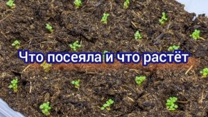 Первые посевы и первые всходы. Посевная 2026 началась.