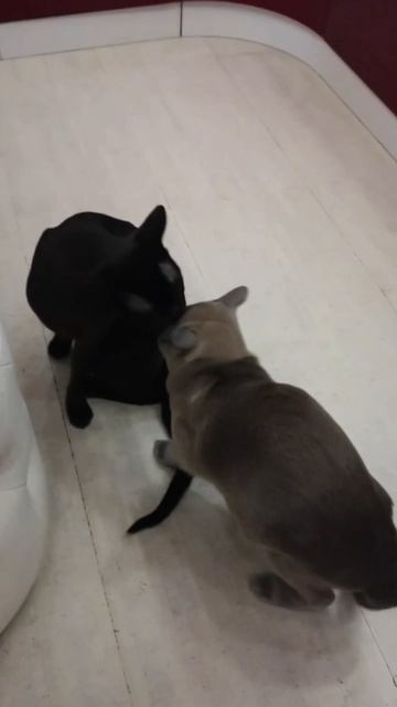 Бурмы - давай поиграем))