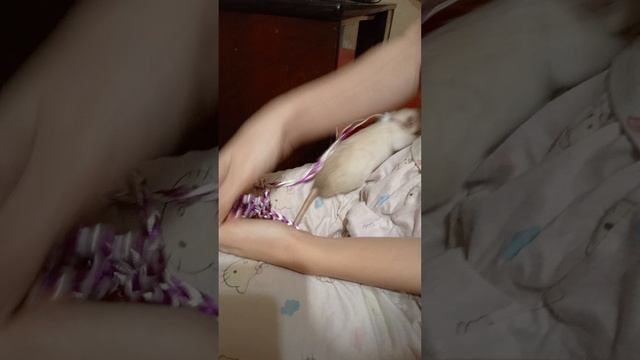 Знакомство котёнка с крысой, смеялся до слёз 🤣🤣🤣