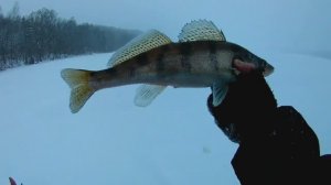 ЛОВЛЯ СУДАКА НА ТЮЛЬКУ.ПОСТАВУШКИ НА СУДАКА