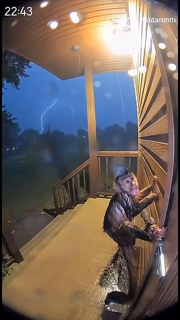 улетающие обезьяны 3 серия смотреть онлайн