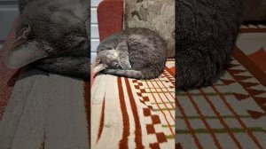 Круг🔵🐱😂