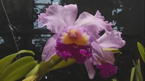 Орхидейный вернисаж в Пальмовой оранжерее.