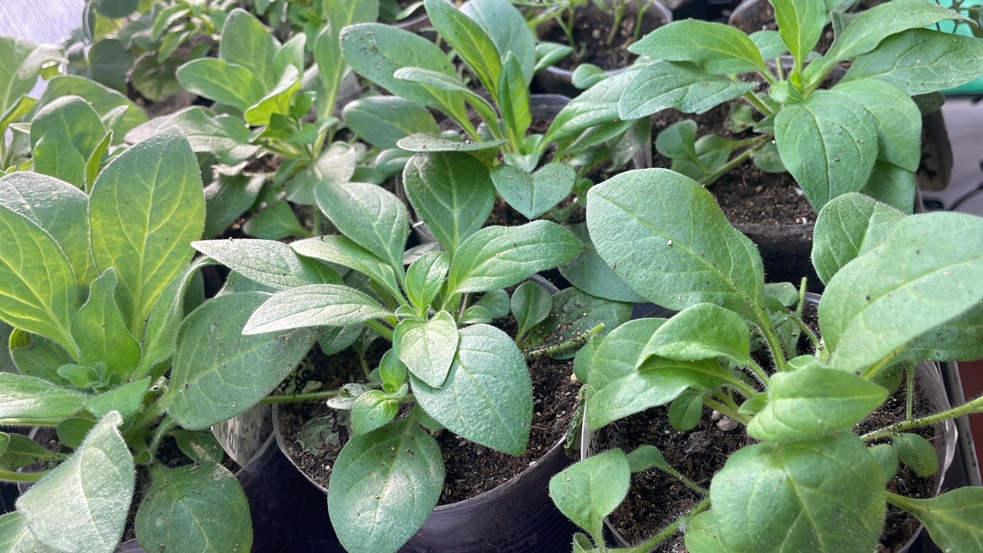 Для новичков! Черенкую ампельную петунию из профессиональных семян. смотреть онлайн