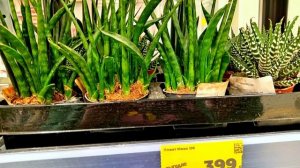 ЖИВЫЕ ЦВЕТЫ В МАГАЗИНЕ МАГНИТ