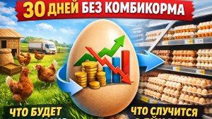 30 дней без комбикорма — что будет с курами и яйцами