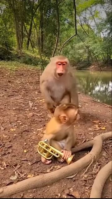 обезьяны и клаксон