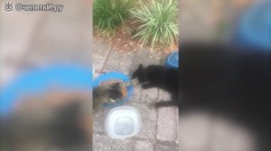 Чудные курьёзы