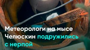 Метеорологи на мысе Челюскин подружились с нерпой