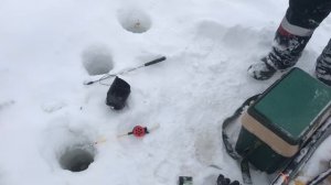 поимка форели на ратлин