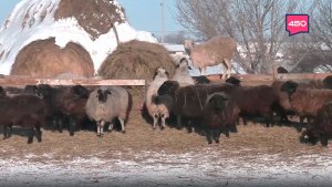 Семейное дело: как господдержка помогла фермерам из Хворостянского района