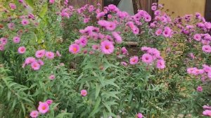 Дачный сезон #149 последний день на даче)