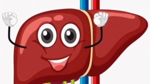 Печень лечение очищение восстановление печени нажбп гепатоз жировая болезнь