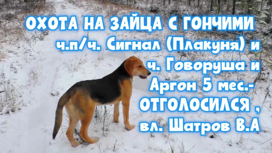 ОХОТА НА ЗАЙЦА ч.п/ч. Сигнал (Плакуня) и ч. Говоруша и Аргон 5 мес.- ОТГОЛОСИЛСЯ, вл. Шатров В.А. смотреть онлайн