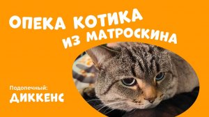 Опека котика из Матроскина: кот Диккенс!